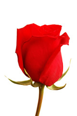 Wall Mural - close up of the red rose isolated on white