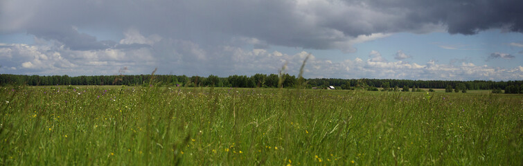 Wall Mural - in the field