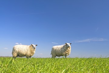 sheep on grass with blue sky