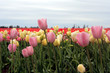 fresh pink and white tulips