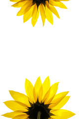 Fotomurales - blank white page decorated with sunflower details