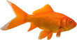 canvas print picture - goldfish
