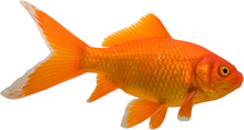 Bright Gold Colored Goldfish Isolated On A White Background.