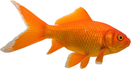 Bright gold colored goldfish isolated on a white background.