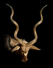 Antelope Koodoo