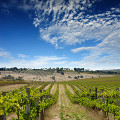 Poster - summer vineyard landscape