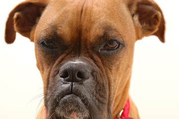 annoyed boxer