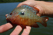 sunfish perch