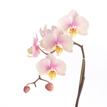 Soft Pink Orchid