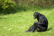 bonobo sitting