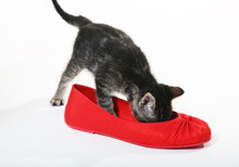 Snoop In Slipper