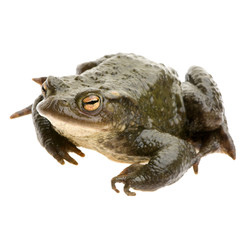 Wall Mural - crapaud commun - bufo bufo