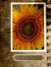 Grunge Postcard With Sunflower