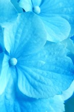 Blue Flowers- Hydrangea