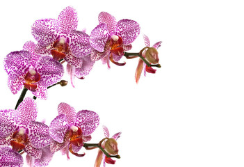 Wall Mural - orchid bouquet