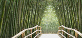 Fototapeta Bambus - bambusallee
