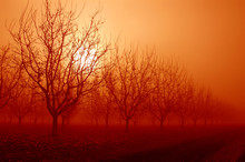 Orange Sunrise Behind Walnut Trees