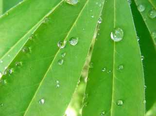 Wall Mural - dew on a leaf