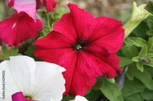 Petunias En Fleur Rose Rouge Blanc Fleuri Buy This Stock