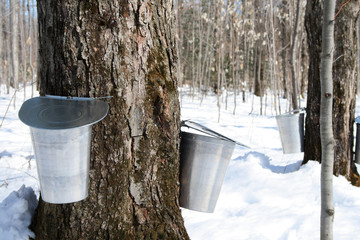 Wall Mural - spring – maple syrup season