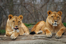 Lions Waiting For A Kill