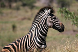 Fototapeta Konie - zebra portrait in game reserve