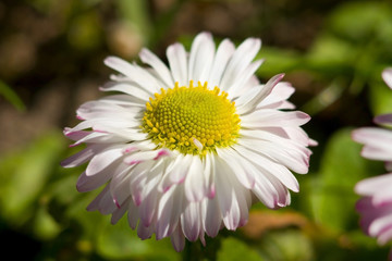 white daisy in grass field