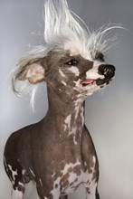 Chinese Crested Dog Portrait.