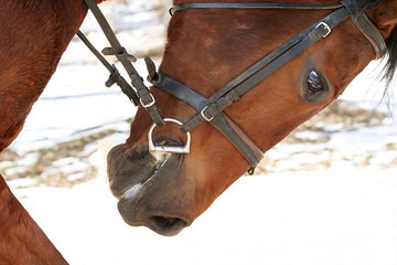 Wall Mural - head of a race horse