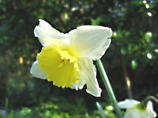 Wall Mural - daffodil