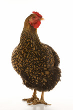 Golden Laced Wyandotte Chicken.