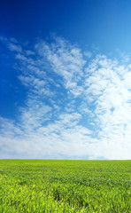 wheat field over beautiful blue sky 1