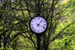 clock in a park