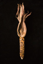 Multicolored Indian Corn.