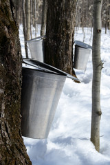 Wall Mural - collecting maple sap to produce syrup