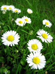 Wall Mural - white daisies