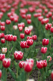 Fototapeta Tulipany - tulips field i