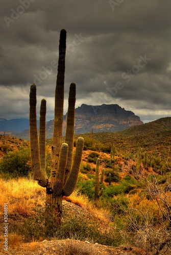 pustynny-saguaro-81