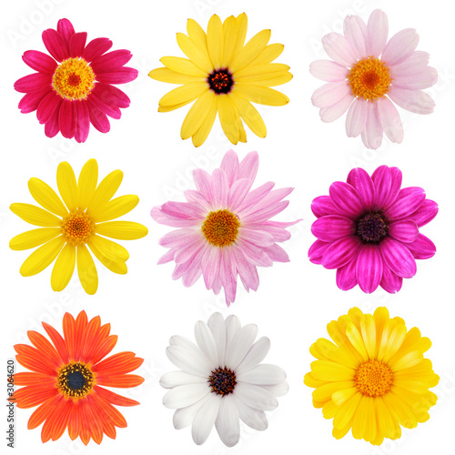 daisy collection