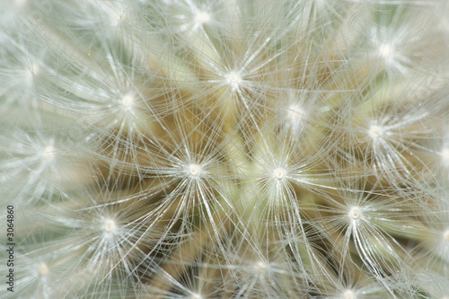 Naklejka na szafę dandelion makro