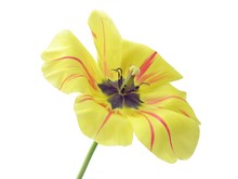 Yellow Tulip With Black Pollen