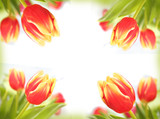 Fototapeta Tulipany - tulip's frame