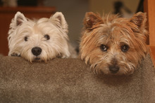 Westie And Cairn Terriers