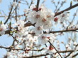 apricote tree flowers 2