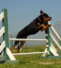 Poster - rottweiler agilitiste