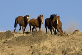 Fototapeta Konie - wild horses running down embankment