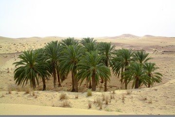 Wall Mural - eloued souf