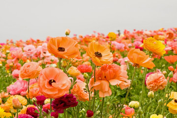 asiatic ranunculus flowers