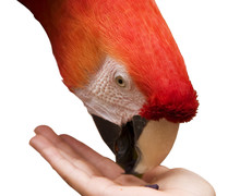 Macaw Eating From Hand