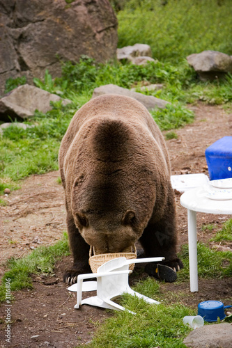 Grizzly Bear Picnic Basket Buy This Stock Photo And